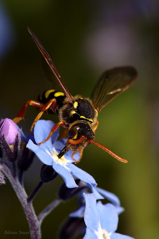 Nomada Bee (Nomada fulvicornis?)