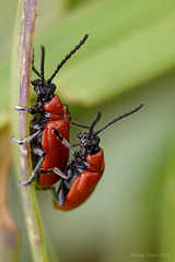 Lily Beetles