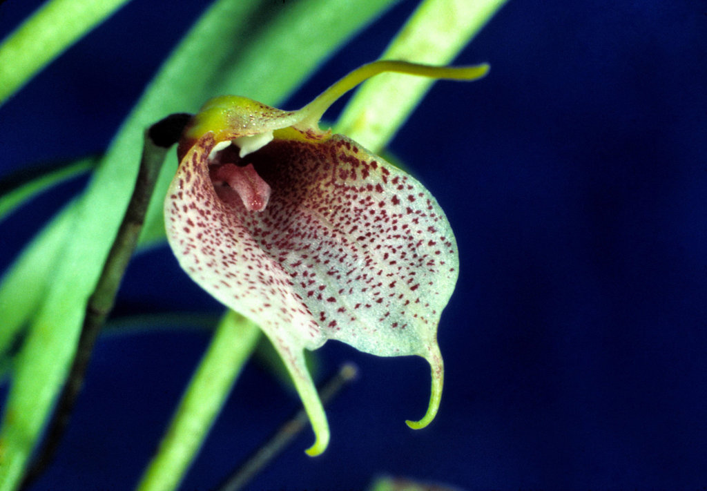 Acinopetala floribunda galleotianum