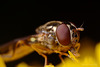 Hoverfly