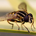hoverfly_005