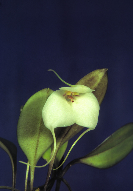 Masdevallia andreettana