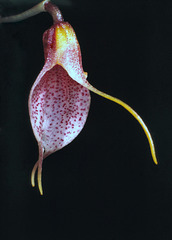 Acinopetala floribunda galleotianum