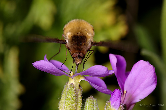 Bee-fly