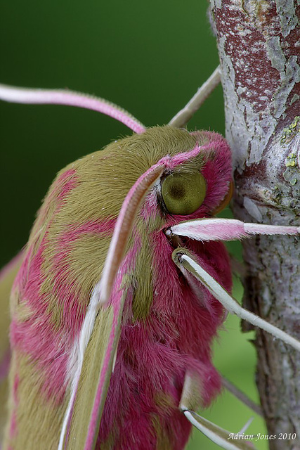 Large Elephant Hawk Moth