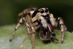 Jumping Spider