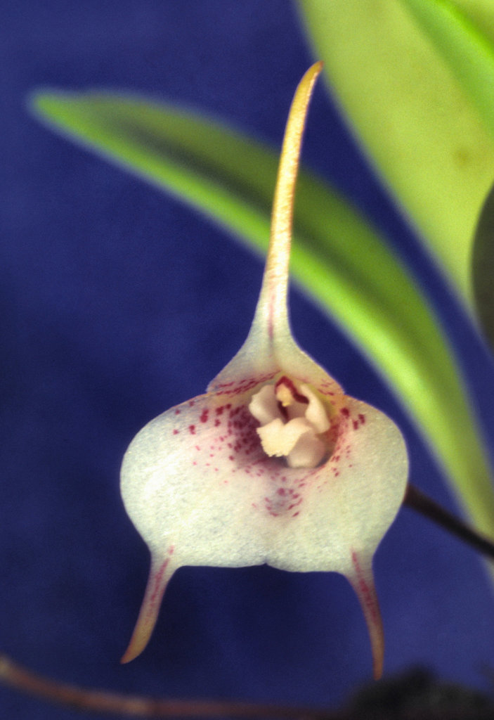 Acinopetala floribunda galleotianum