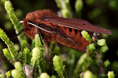 Ruby Tiger Moth