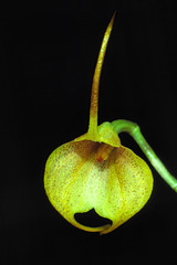 Acinopetala floribunda