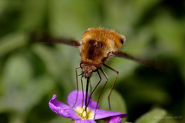 Bee-fly