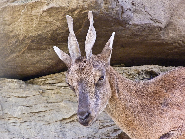 Markhor