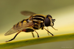 hoverfly_004
