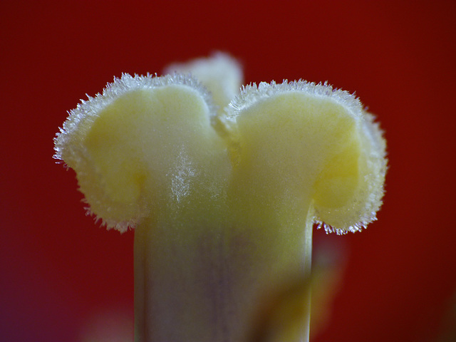 Tip of a Tulip stigma