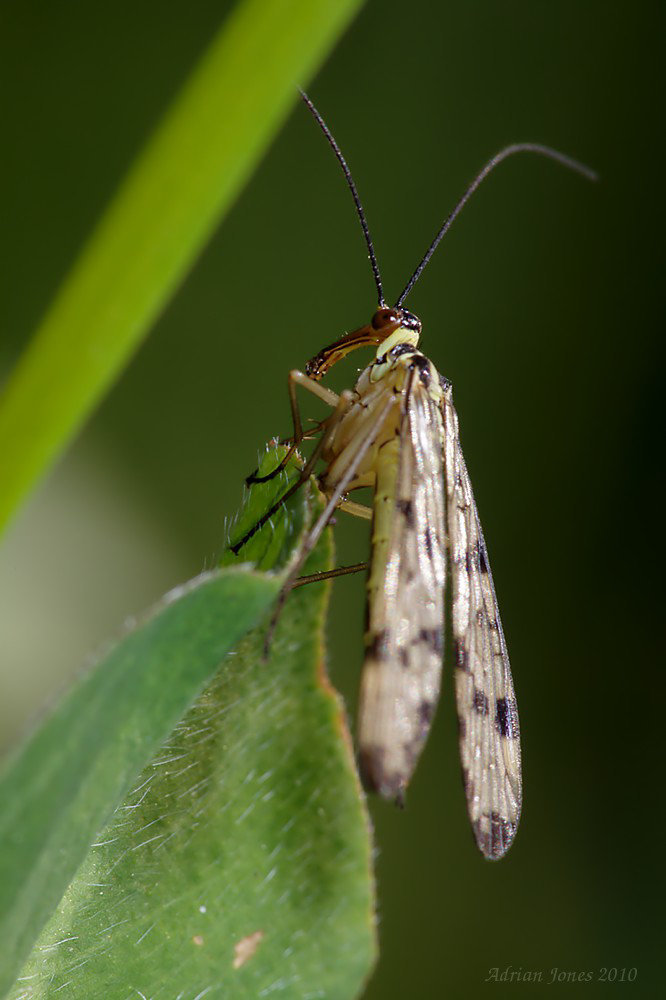 Scorpion Fly