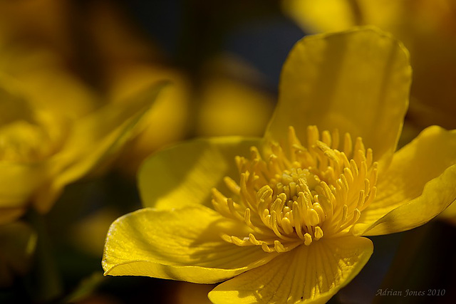 Marsh Marigold