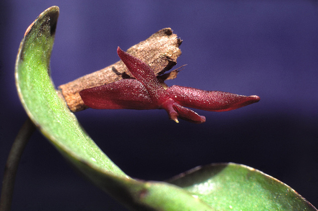 Acronia penelops