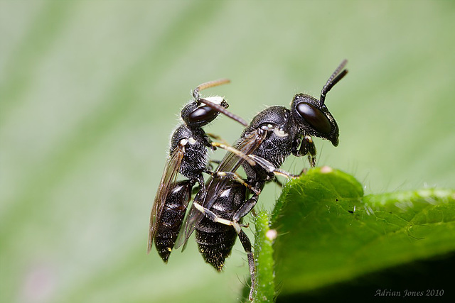 Bee, Hylaeus species