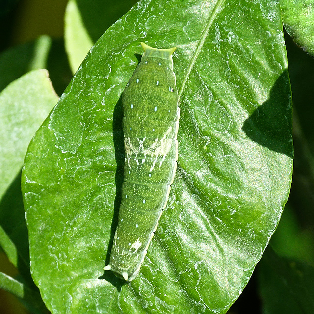 Talk about amazing camouflage