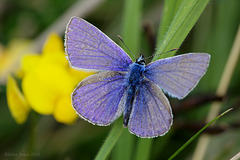 Common Blue Butterfly