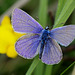 Common Blue Butterfly