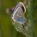 Common Blue Butterflies.
