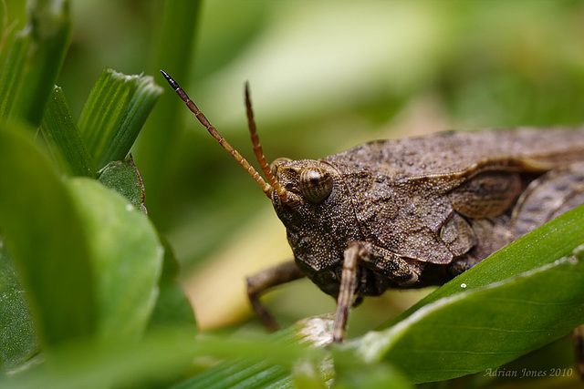 Groundhopper