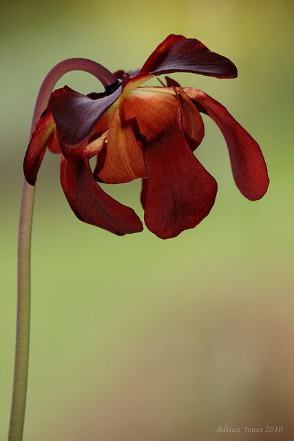 Sarracenia leucophylla flower