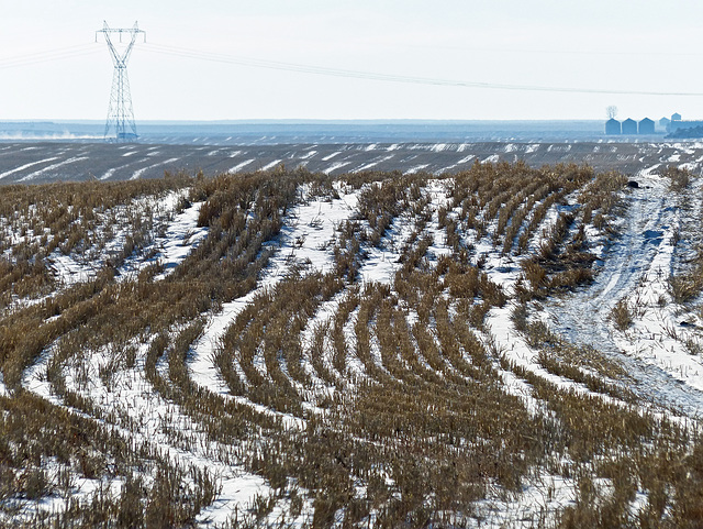 Alberta landscape SE of High River