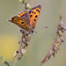 Small Copper Butterfly