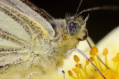 Green Veined White Butterfly