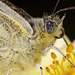 Green Veined White Butterfly