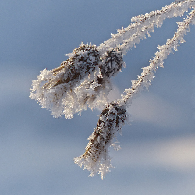 A coating of frost