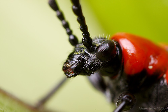 Lily Beetle