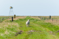 Einheimische - 20130524