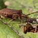 Coreus marginatus nymph