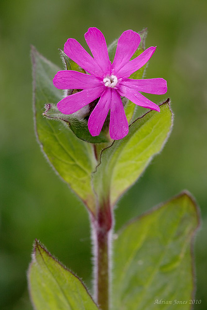 Red Campion (Silene dioica)