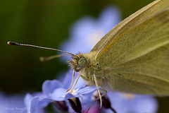 Small White Butterfly (Pieris rapae)
