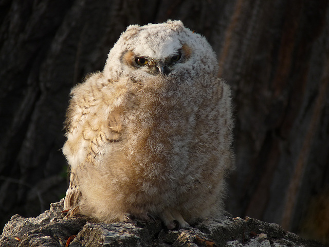 Fuzzy ball of fluff