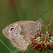 Meadow Brown Butterfly