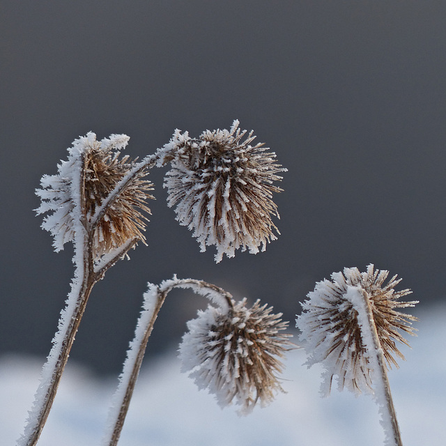 Bowing their frosty heads