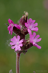 Red Campion (Silene dioica).