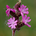 Red Campion (Silene dioica).
