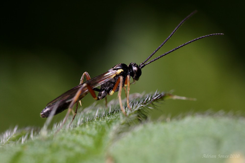 Ichneumon Wasp