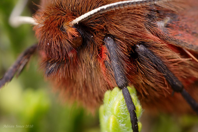 Ruby Tiger Moth