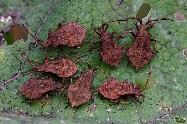 Coreus marginatus nymphs.