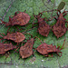 Coreus marginatus nymphs.