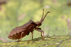 Coreus marginatus nymph