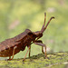 Coreus marginatus nymph