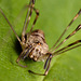 Harvestman