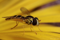 Hoverfly